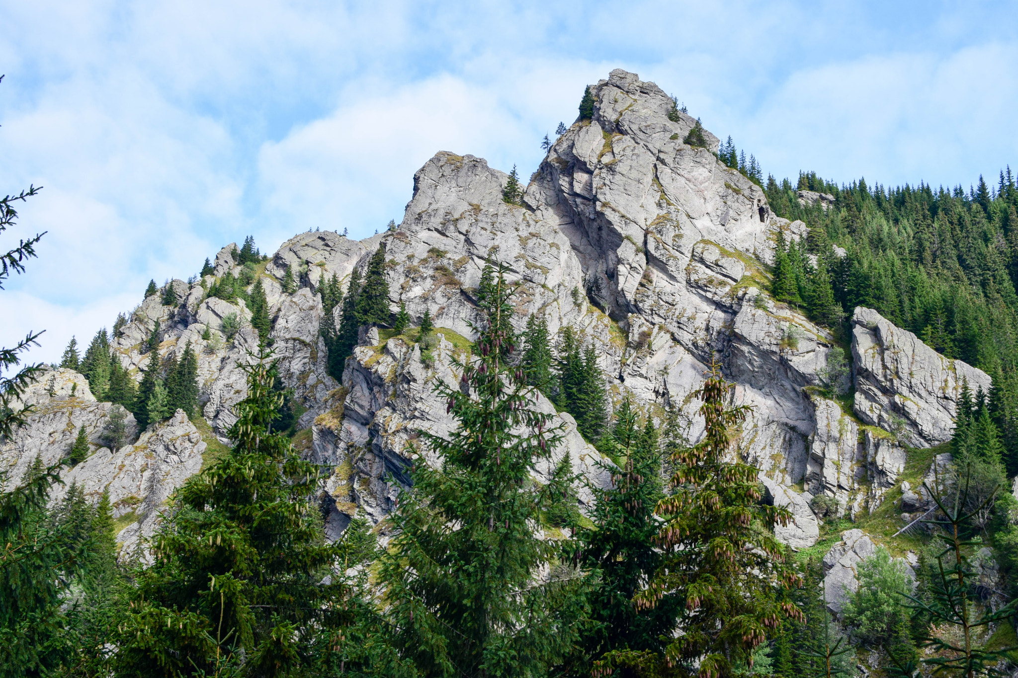 Mountain and forest landscape